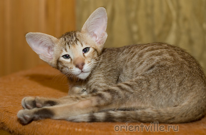 Orientville's Figaro