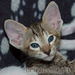 Orientville's Gabrielle