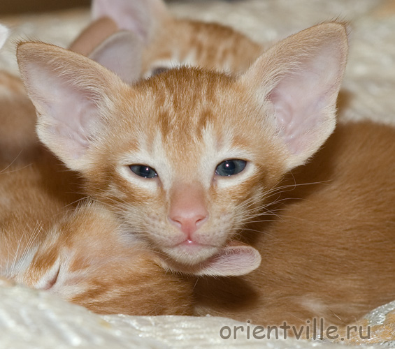 Orientville's Gulliver
