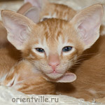 Orientville's Gulliver