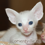 Ориентальный котенок 1 месяц