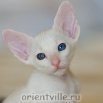 Ориентальный котенок 1 месяц