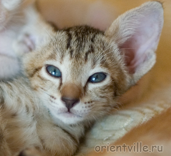 Orientville's Gabrielle
