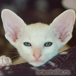 Orientville's Gusteau