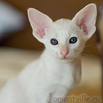 Ориентальный котенок