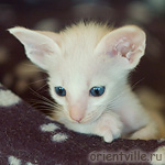 Orientville's Gerda