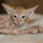 Orientville's Gulliver