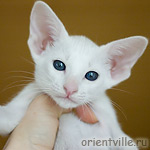 Ориентальный котенок