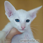 Ориентальный котенок 1.5 месяца