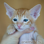 Ориентальный котенок 1.5 месяца