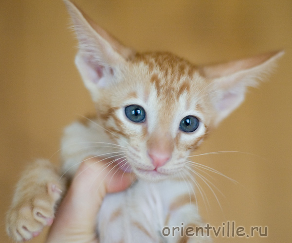 Orientville's Gulliver
