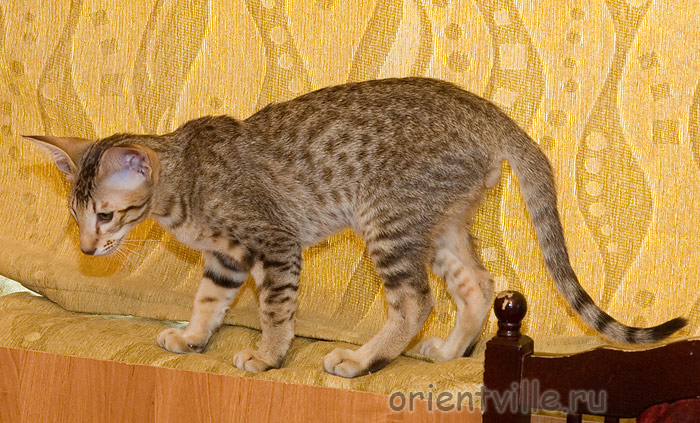 3 month. Figaro