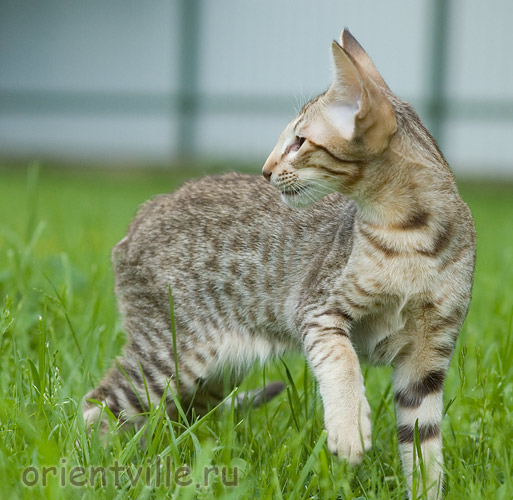 3,5 month. Figaro