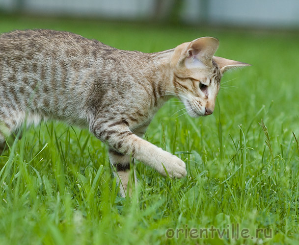 3,5 month. Figaro