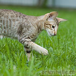 3,5 month. Figaro