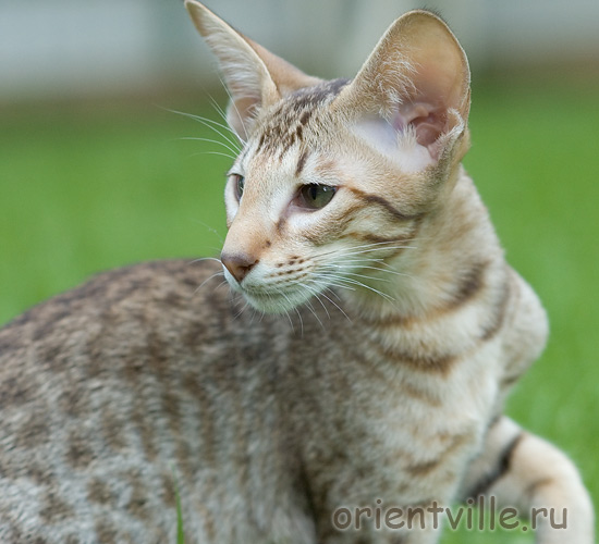 3,5 month. Figaro
