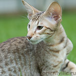3,5 month. Figaro