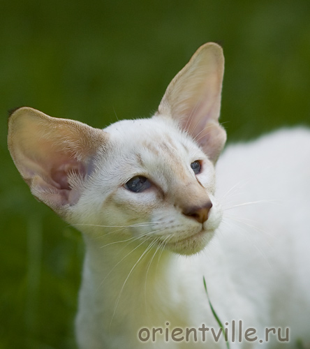 3,5 month. Frodo