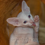 Orientville's Gerda