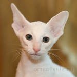 Orientville's Gusteau