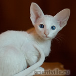 Orientville's Gerda