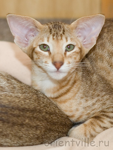 Fiona. 4 month