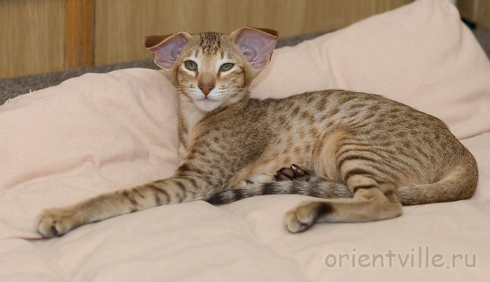 Fiona. 4,5 month