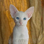 Orientville's Gerda. 3,5 month