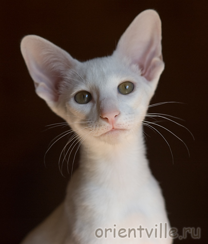 Orientville's Gusteau. 3,5 month