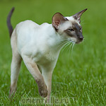 Orientville's Asterix. 2 years
