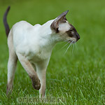 Orientville's Asterix. 2 years