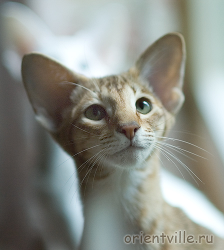 Fiona. 5 month