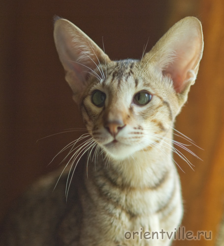 6 month. Figaro