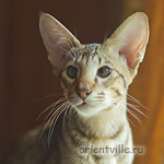 6 month. Figaro