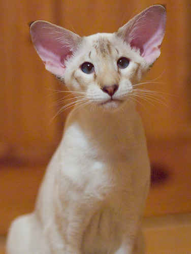 7 month. Frodo