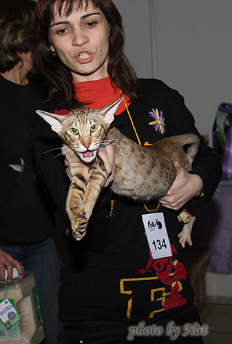 Zima. Felina Belissima. BOB 3