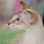 Orientville's Akela