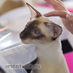 Orientville's Asterix. 2 years