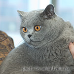 британская короткошерстная