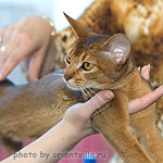 Абиссинская