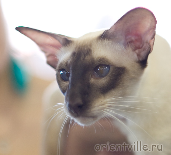 Orientville's Asterix. 2 years