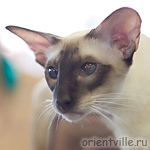 Orientville's Asterix. 2 years