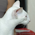 Danty of Temptation