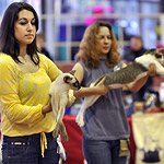Астерикс на Best in Show