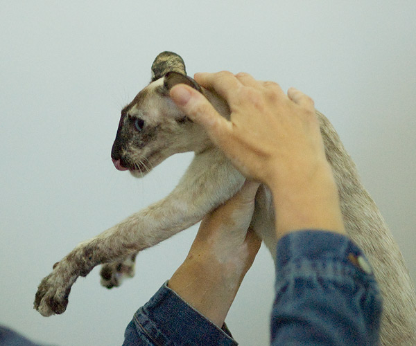 tortie-point Siamese