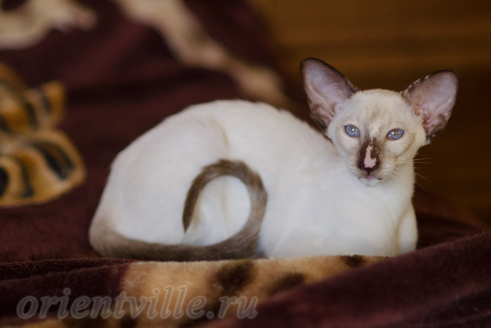 Feya, 4.5 month