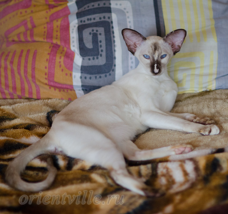 Feya, 8.5 month