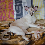 Feya, 8.5 month