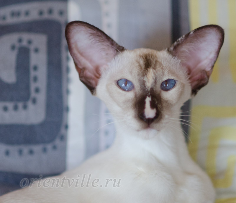 Feya, 8.5 month