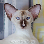 Feya Lechatori (SIA h)